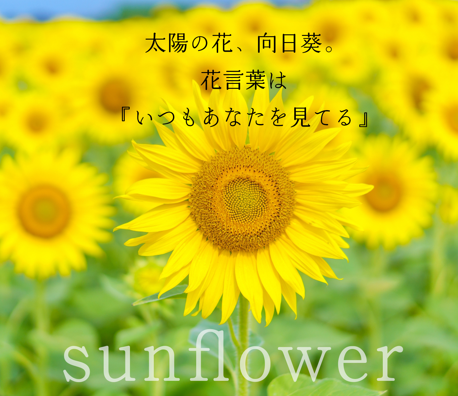 太陽の花、向日葵